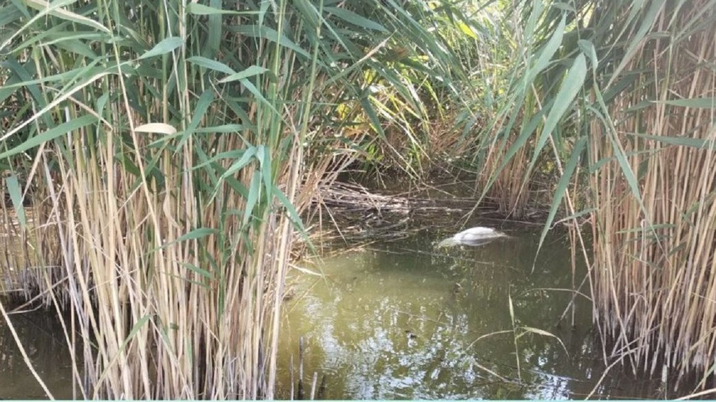 Виявлено масову загибель риби на Теофіпольському водосховищі — які причини